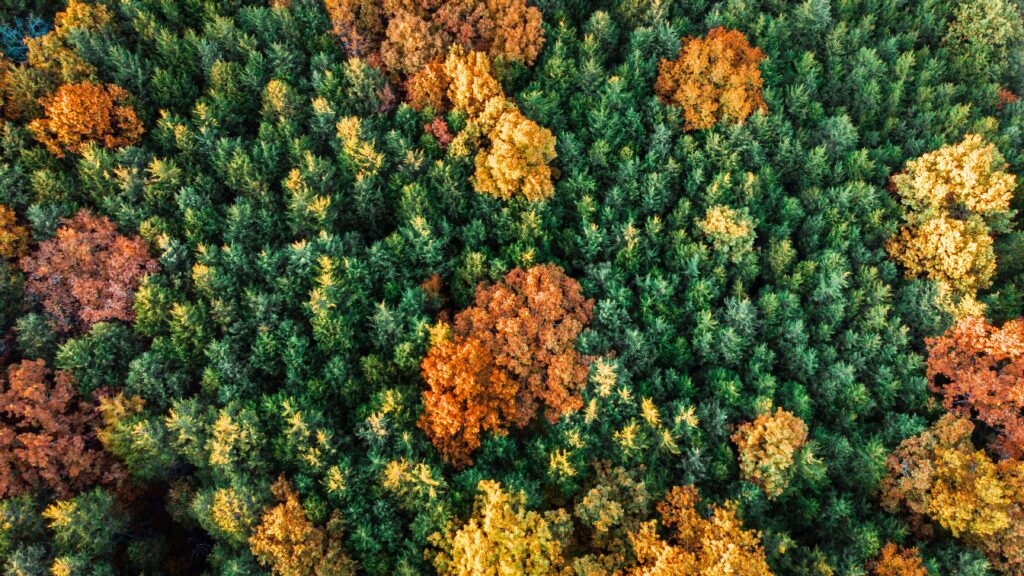 Aerial view of a lush forest with vibrant autumn colors in Ozark, Missouri. Perfect for nature stock imagery.