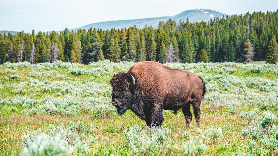 A magnificent bison roaming in a vibrant green meadow with forested hills in the background.