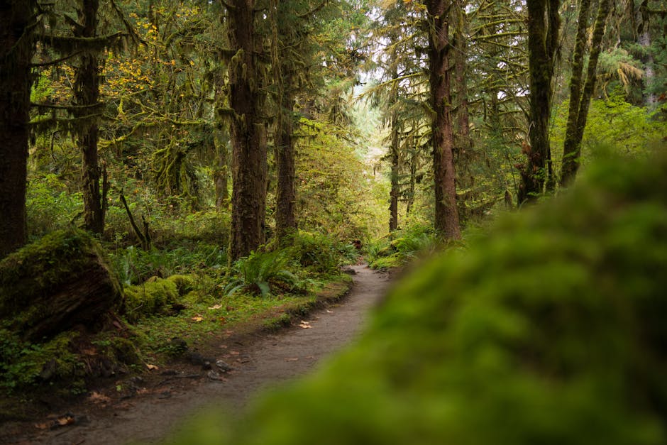 Explore the serene beauty of a moss-covered trail in Olympic National Park's lush rainforest.