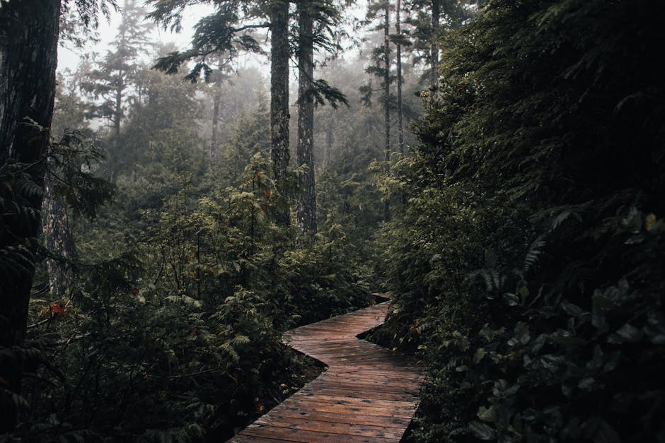 Narrow wooden pathway surrounded with green trees and plants growing in woodland in nature in daylight