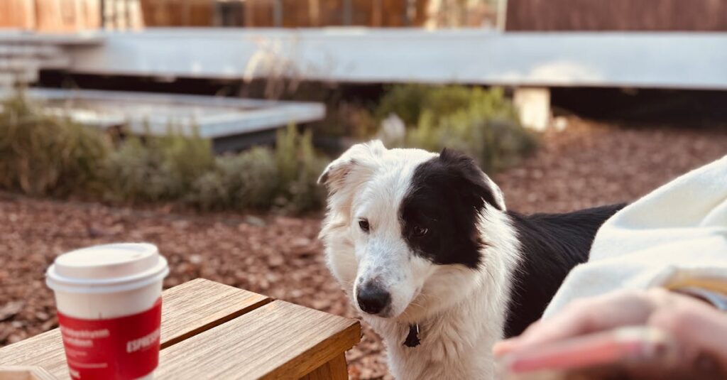 A cute dog enjoys a calm moment at an outdoor café in İstanbul, Türkiye.