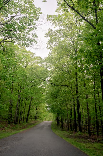 Peaceful road winding through a vibrant green forest in Manassas, VA, ideal for nature lovers.