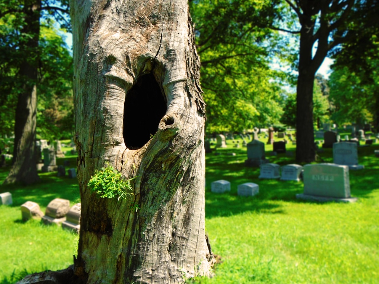 dead tree, tree hollow, cemetery, burial ground, bark, dead, hollow, tree, trunk, nature, green death