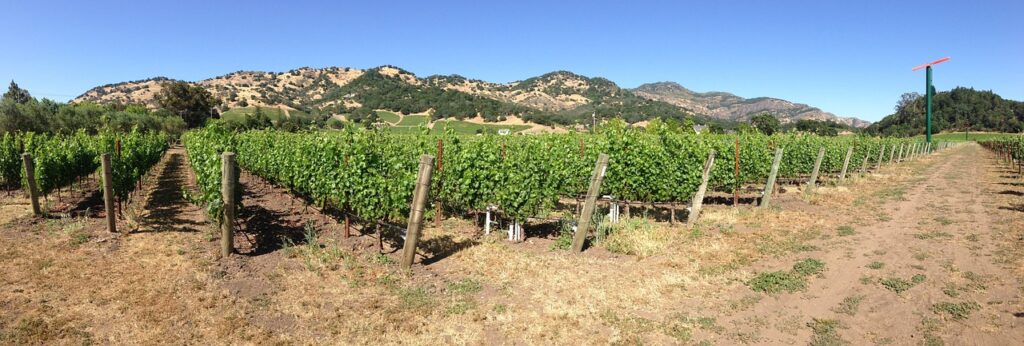 napa valley, napa, yountville, vineyard, wine, valley, landscape, vine, agriculture, plant, grapes, northern, sky, grapevine, outdoor, scenic, winery, california, nature, napa valley, napa valley, napa valley, napa valley, napa valley, yountville, yountville, yountville