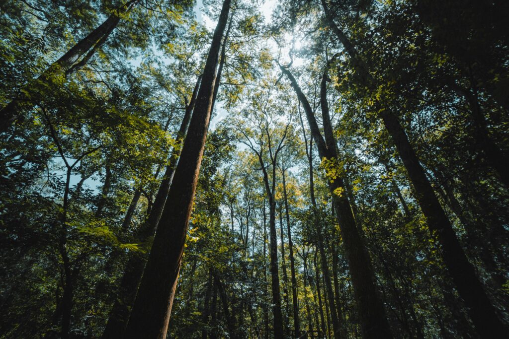 View of tall trees and lush greenery in a Florida forest under the bright sun.