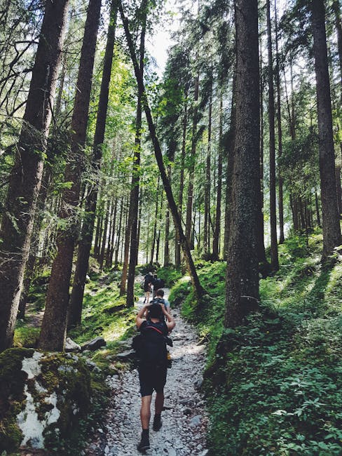 Hikers explore a lush forest trail in Garmisch-Partenkirchen, Germany.