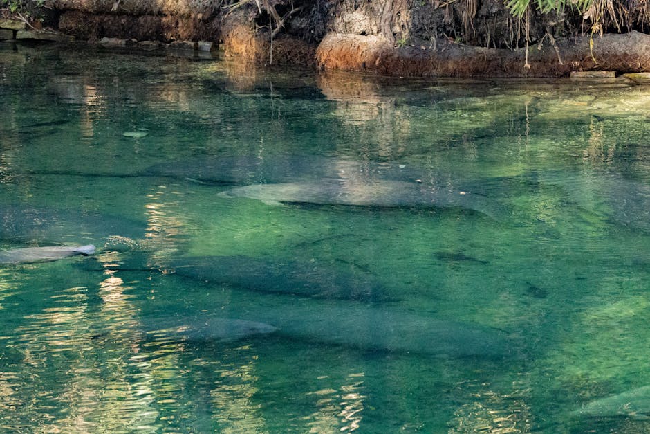 Peaceful aquatic scene with manatees under clear green water in a natural habitat.