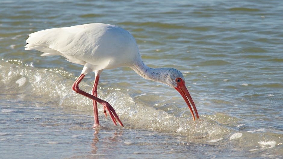 A white ibis searches for food along a sunny beach shore, showcasing its long red beak and elegant plumage.