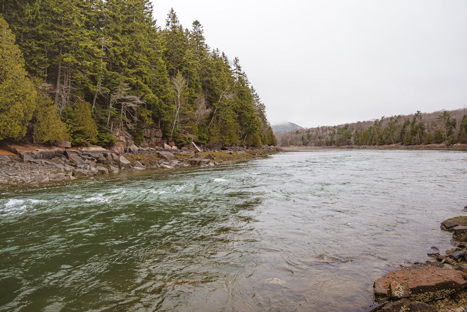 Serene river flowing through lush green forests in Acadia National Park, Maine.