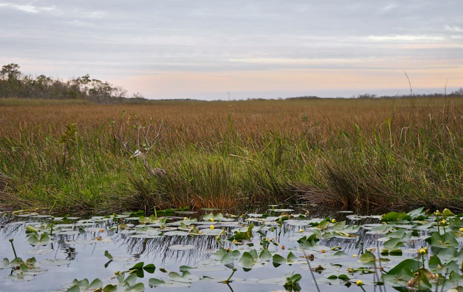Serene marsh landscape with water lilies and a heron at sunset in Florida's wetlands.