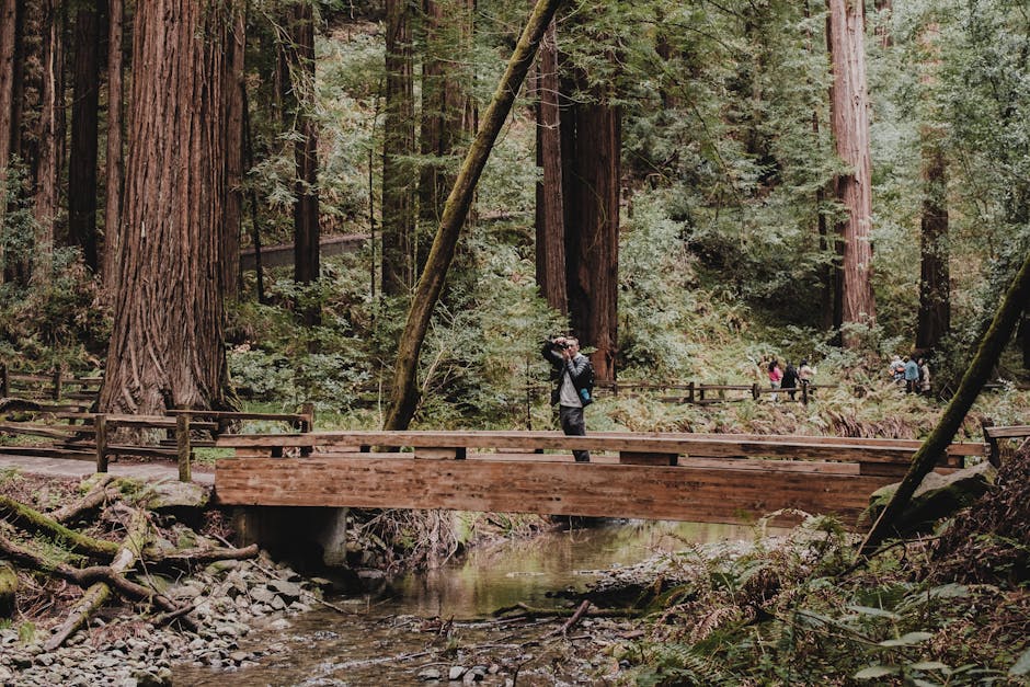 Photographer taking pictures on a wooden bridge amidst towering redwoods.