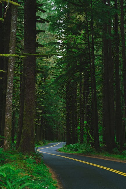 Serene forest road curving through lush evergreens in Olympia, WA, USA.