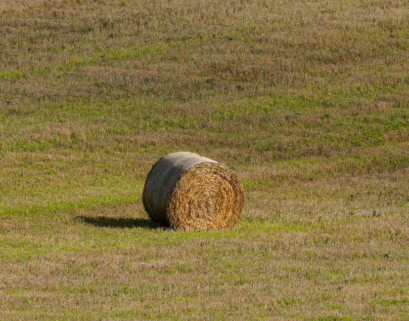 pexels-photo-33927639-33927639.jpg