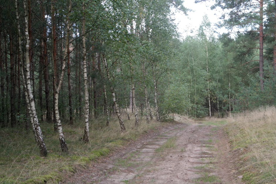 Peaceful forest path lined with birch trees, ideal for nature walks and exploring serene wooded areas.