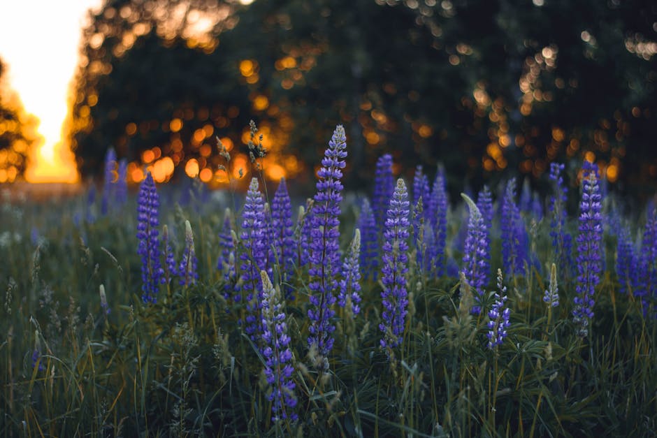 Field of lupine wildflowers with bokeh effect and sunset light, capturing spring's vivid colors.