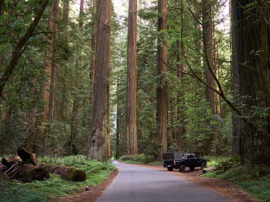 A peaceful drive through a stunning redwood forest with lush greenery and towering trees.