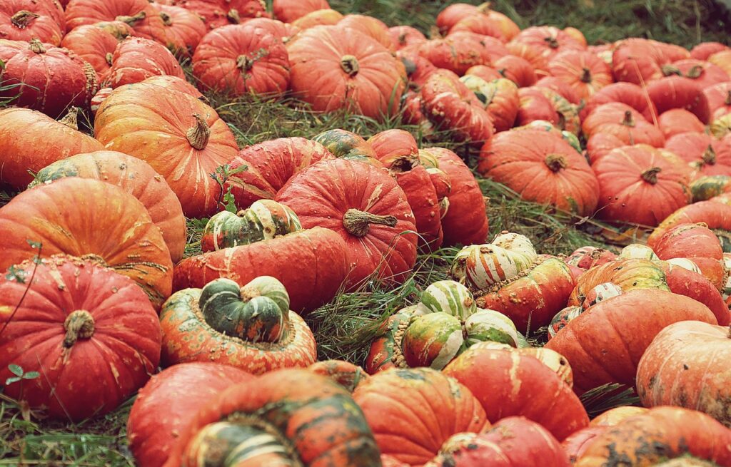 pumpkins, pumpkin patch, harvest, vegetables, fall, forest, healthy, food, pumpkin market, nature, thanksgiving