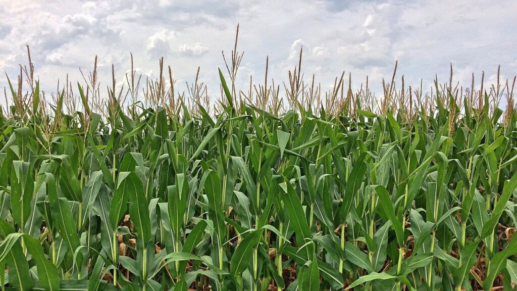 corn, maze, farm, crop, green farm, corn, maze, maze, maze, maze, maze