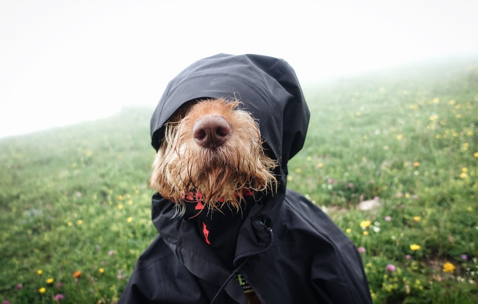 A dog humorously dressed in a rain jacket on a misty meadow. Perfect for animal photography enthusiasts.
