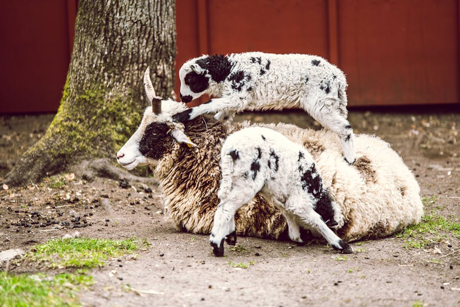 Two lambs engage in play on a resting ewe in a spring pasture, showcasing rural life and nature.