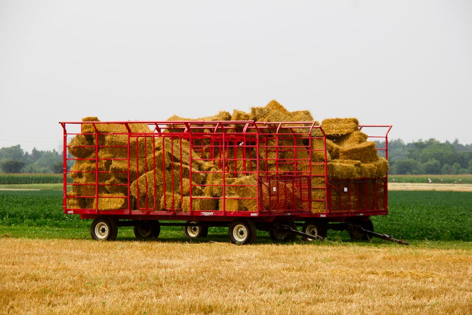 A red wagon loaded with hay bales sits on a sunny Ottawa farm field.