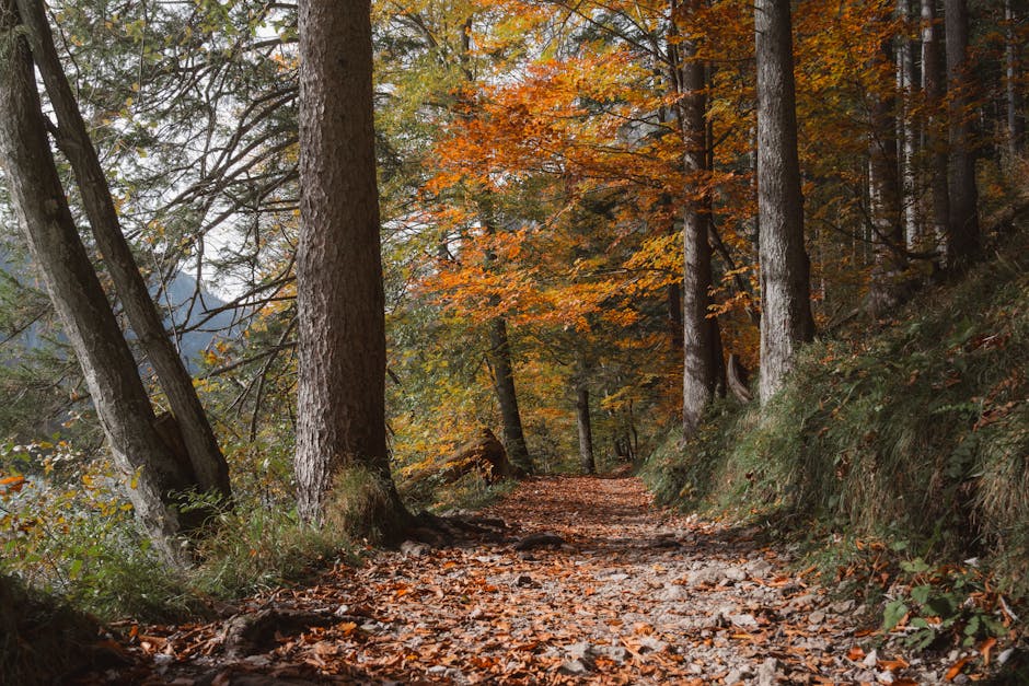 Scenic Autumn Trail in the Woods