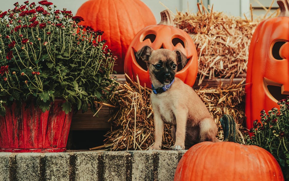 Adorable puppy sitting among Halloween pumpkins and flowers during fall.