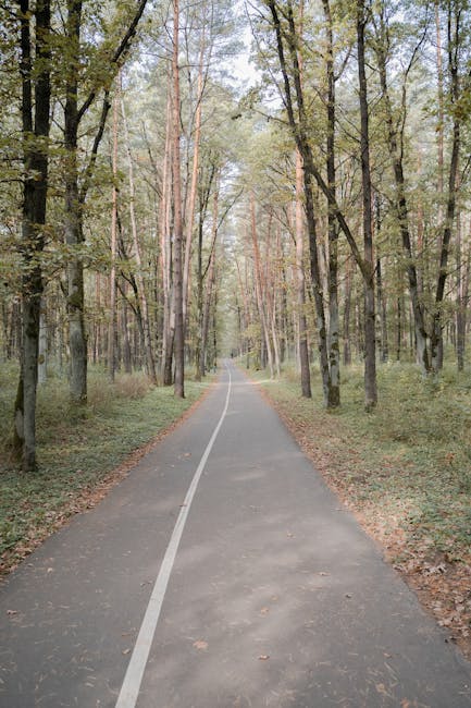 Peaceful forest pathway lined with trees during autumn, perfect for a serene walk.