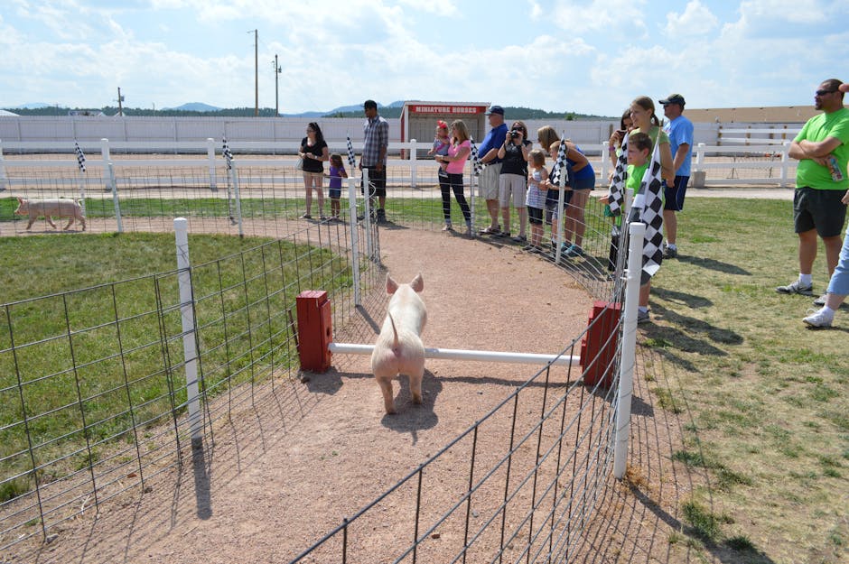 Energetic pig race event with spectators enjoying the lively atmosphere at the fairground.