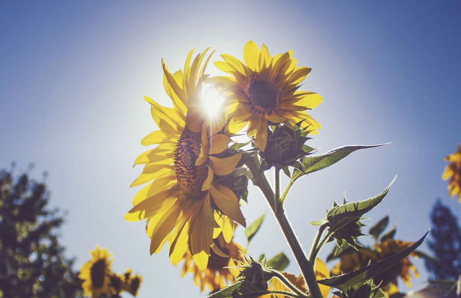 Vibrant sunflowers basking in sunlight with a clear blue sky in Citrus Heights.