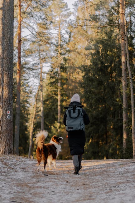 A woman walks her Border Collie through a serene frosty forest trail, capturing a peaceful moment.