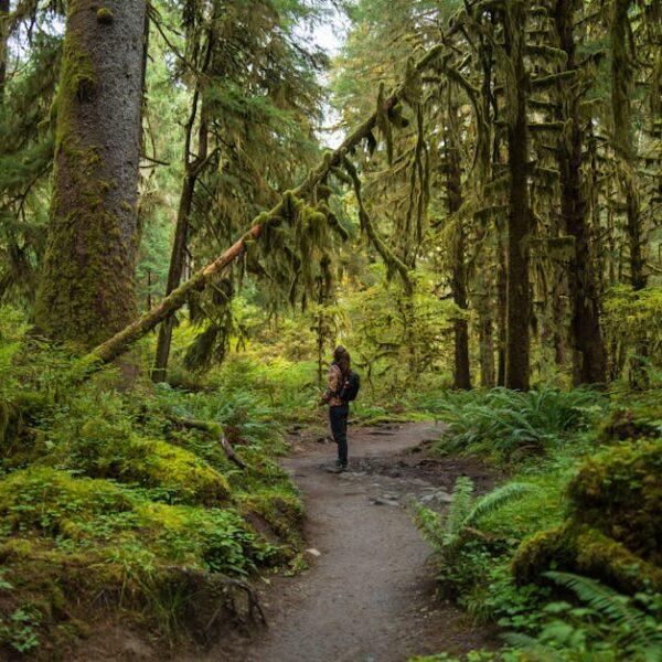 Experience the serenity of a lone hiker in the lush Hoh Rainforest, Olympic National Park.
