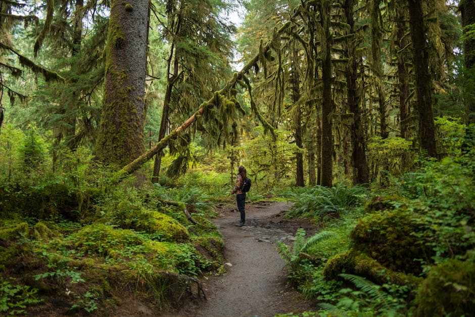 Read more about the article Discovering Olympic National Park: 5 Epic Days of Hiking, Coastlines, and Forests (With a Detailed Day-by-Day Itinerary)
