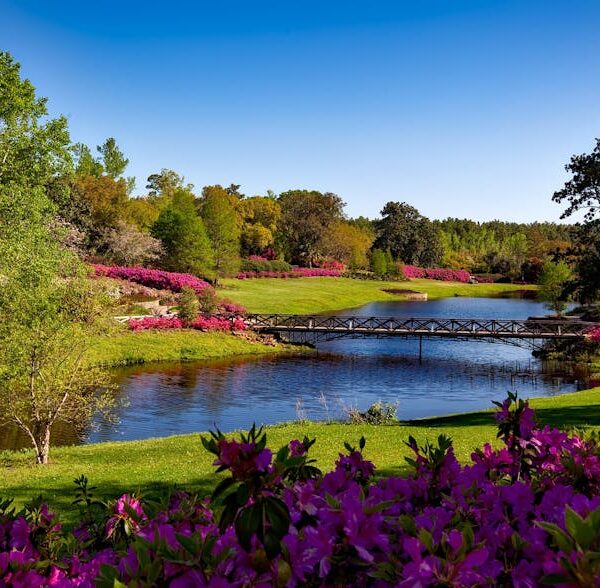 A beautiful spring garden landscape featuring vibrant pink flowers, a serene river, and a picturesque bridge.