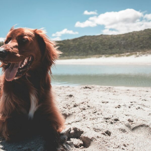 Purebred Irish Setter lying on sandy embankment of river under bright blue sky with clouds