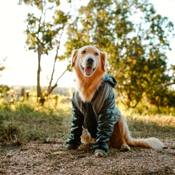 Cute Golden Retriever in cloth sitting on ground near grassy meadow with tall trees in countryside on summer day