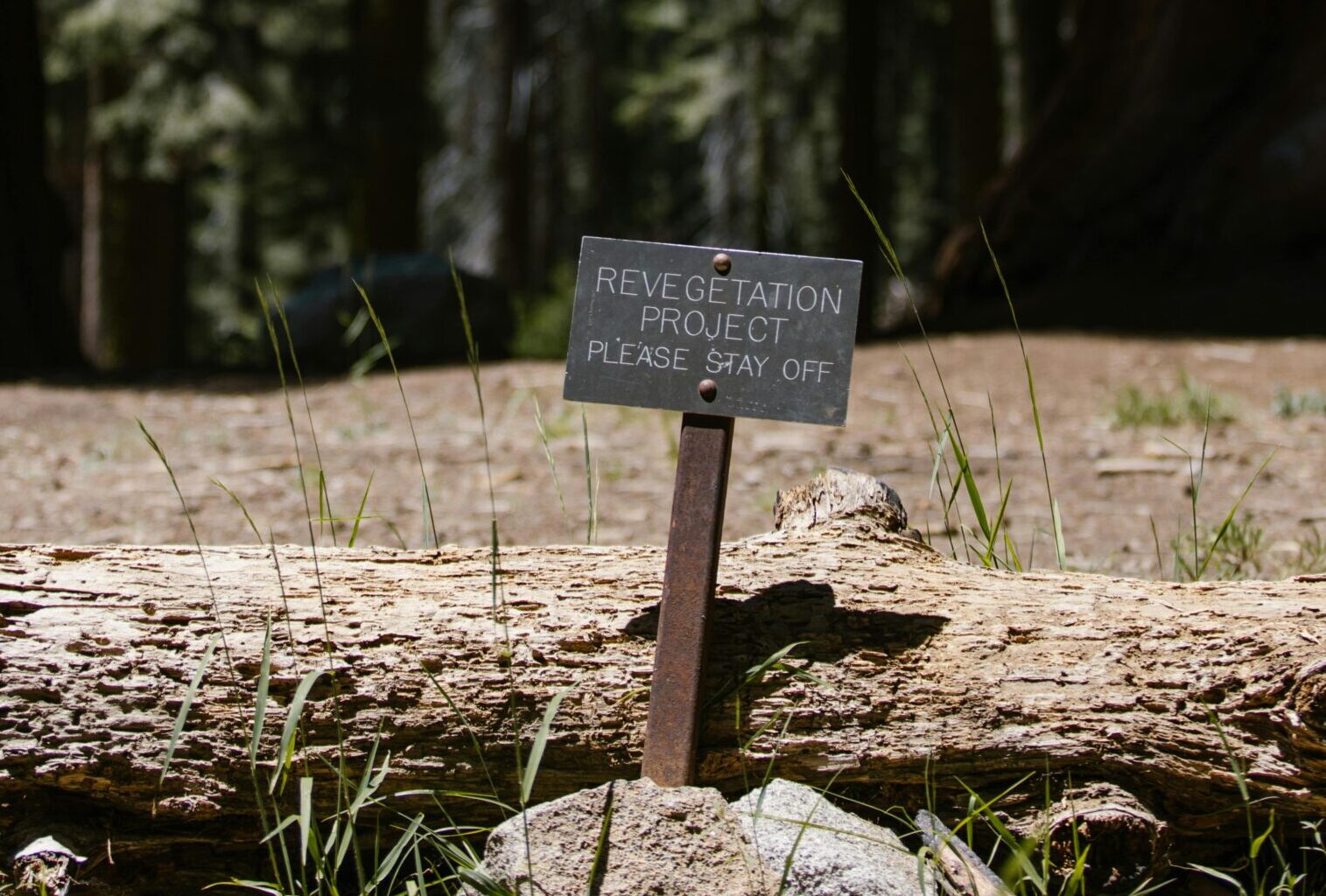 Sign indicating a revegetation project within a dense forest area, promoting nature preservation.
