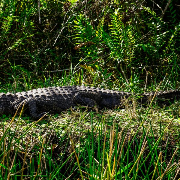 Close-up of an American alligator basking in Florida wetlands, showcasing natural habitat.