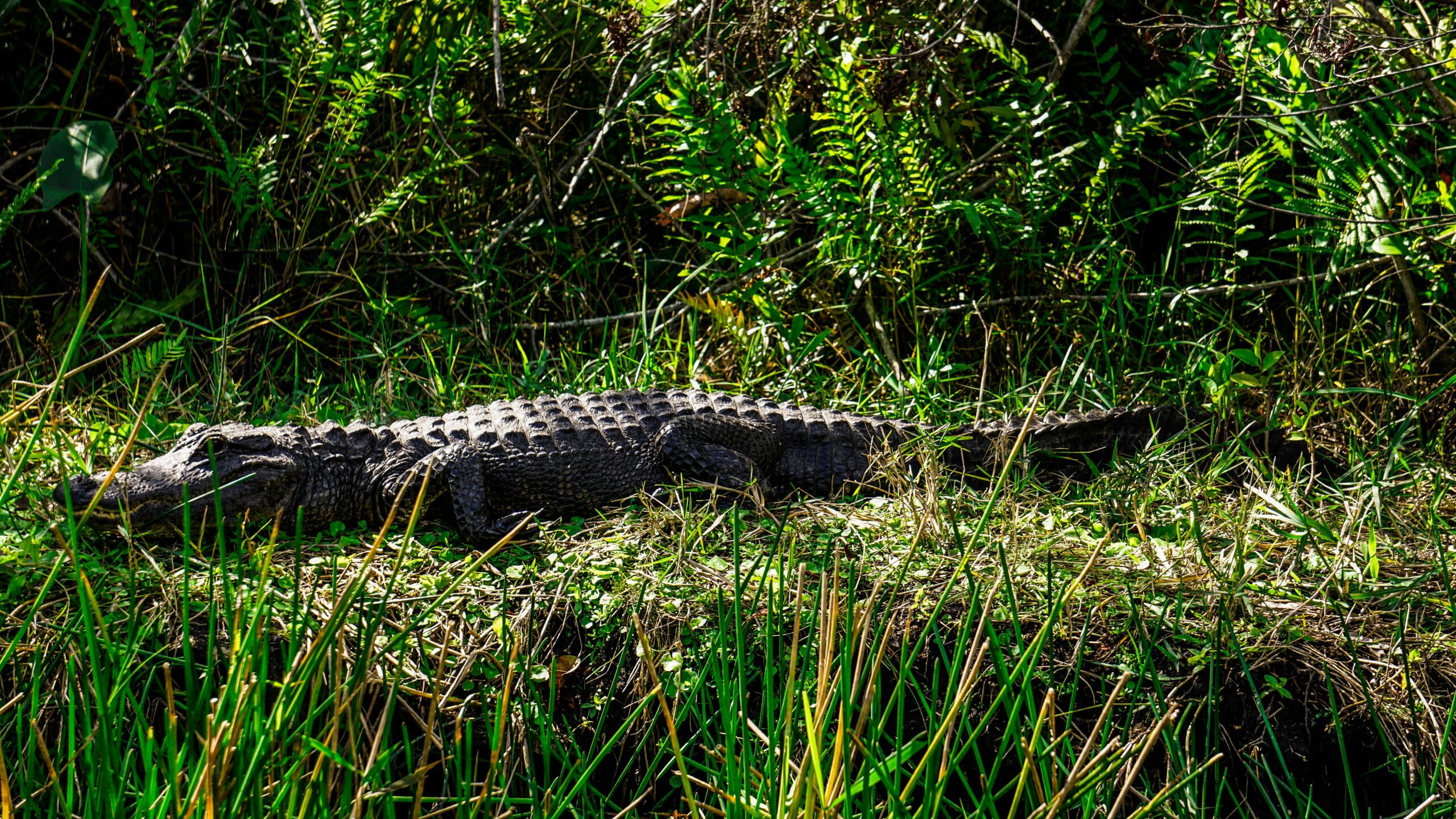 Read more about the article From Mangroves to Coral Reefs: Discover Biscayne and the Everglades in a 3-4 Day Adventure