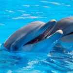 Where to Kayak with Dolphins, Manatees, or Sea Lions: Top 7 Destinations for Wildlife Lovers