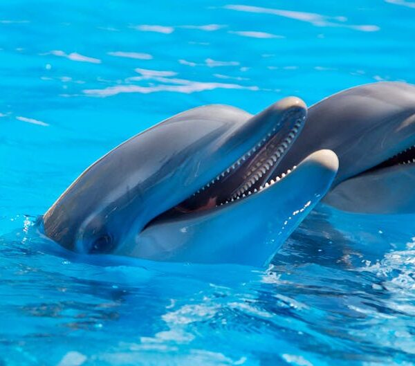 Two bottlenose dolphins enjoying a swim in clear blue waters.
