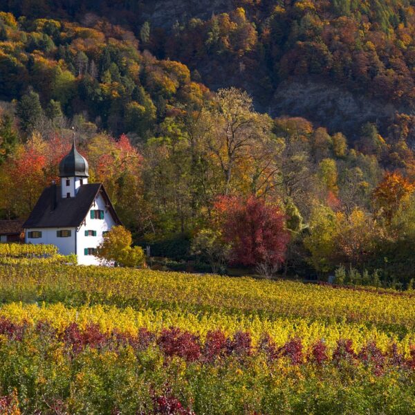 vineyard, nature, autumn, season, fall, viticulture, forest, house