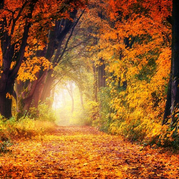 A scenic autumn pathway surrounded by vibrant fall foliage, creating a tunnel of colorful leaves.