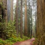 Best U.S. National Forests to Visit for Solitude & Wildlife: Locations, Costs, and Summer Travel Tips