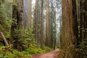 Read more about the article Best U.S. National Forests to Visit for Solitude & Wildlife: Locations, Costs, and Summer Travel Tips