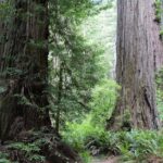 Exploring Redwood National & State Parks: Top Things to Do and See