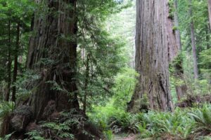 Read more about the article Exploring Redwood National & State Parks: Top Things to Do and See