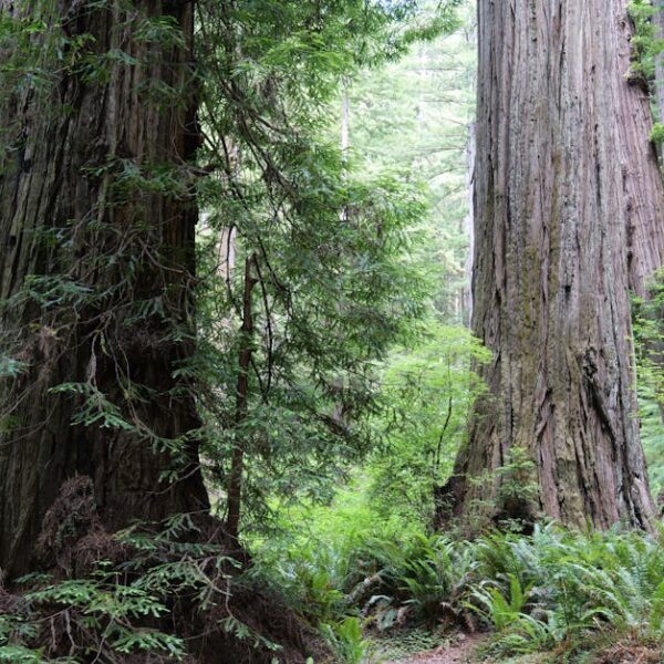 Explore the towering redwoods and lush greenery in a peaceful forest setting.