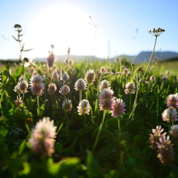 A scenic view of wildflowers blooming in a green field under a bright blue sky, with mountains in the distance.