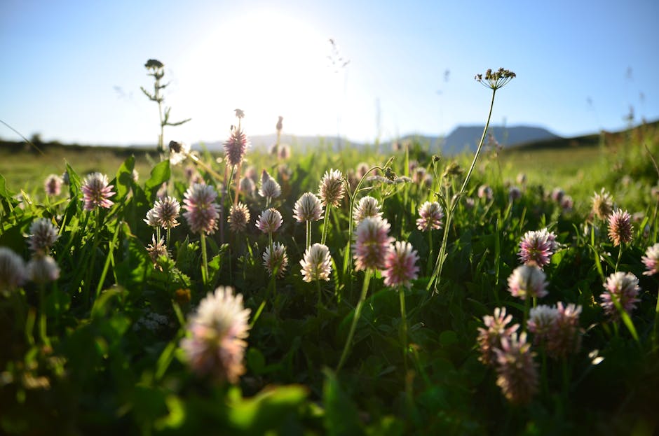 You are currently viewing Wildflower Chasing in the Texas Hill Country: 3-Day Itinerary Guide